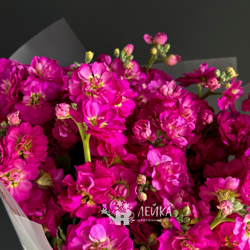 Утренний привет 1