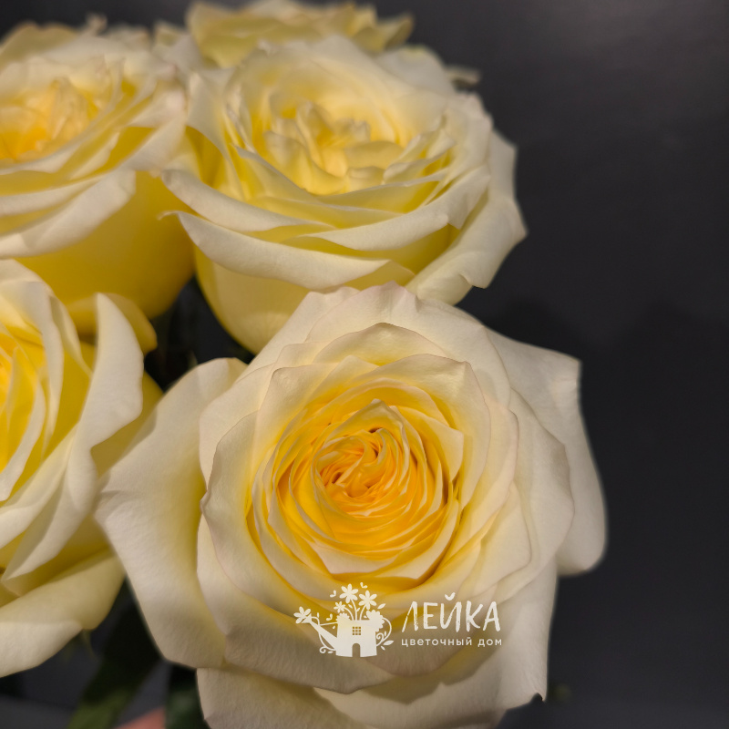 Роза Канделайт 2