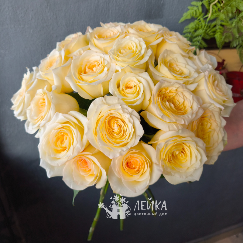 Роза Канделайт