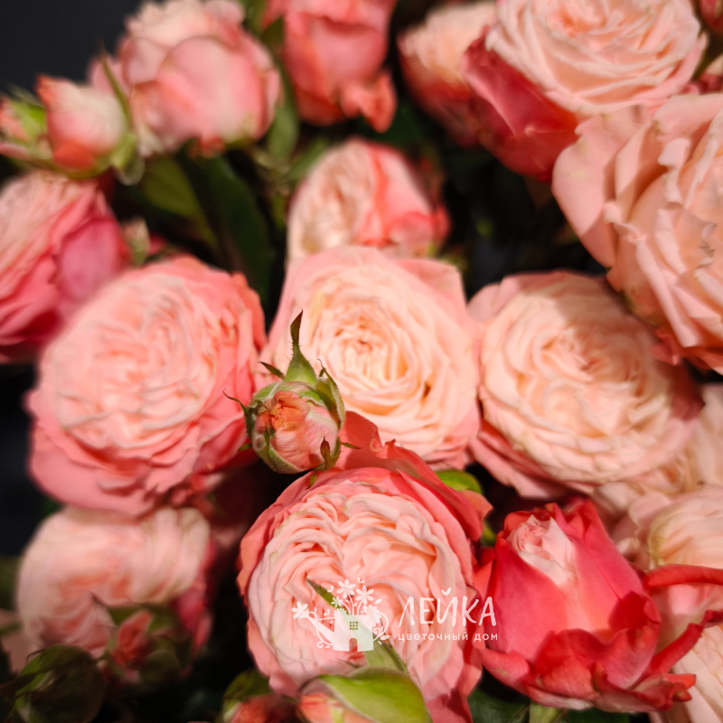 Кустовая роза&laquo;Мисс Бомбастик&raquo; 1