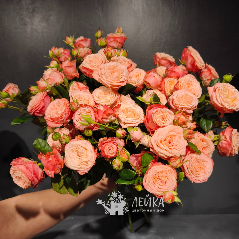 Кустовая роза&laquo;Мисс Бомбастик&raquo;