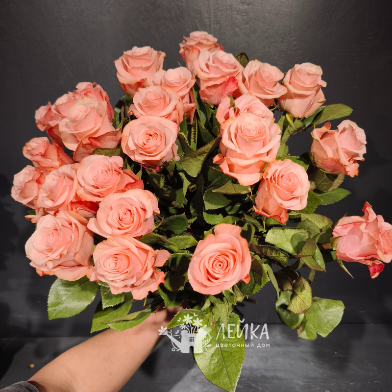 Розы сорта &laquo;Свит&raquo;