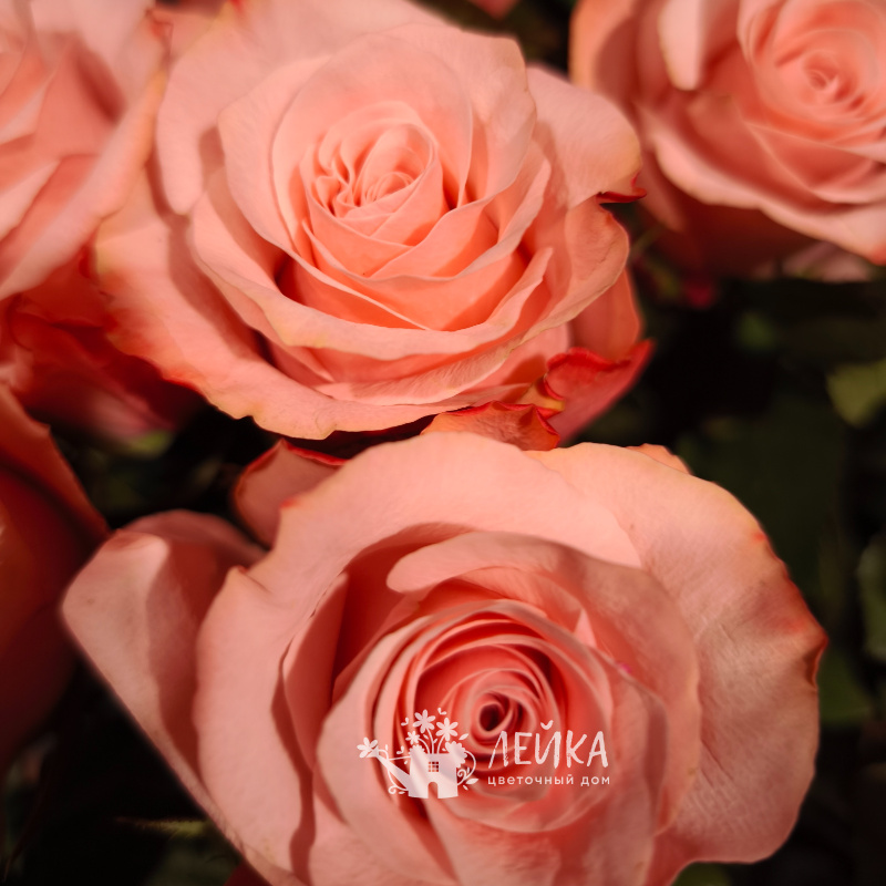 Розы сорта &laquo;Свит&raquo; 2