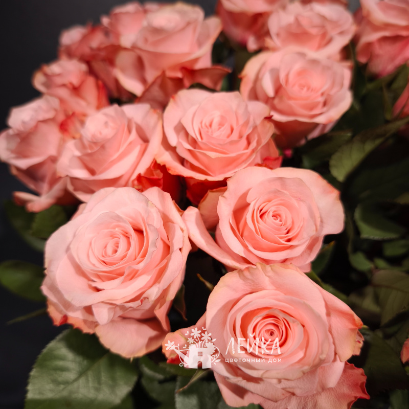 Розы сорта &laquo;Свит&raquo; 1