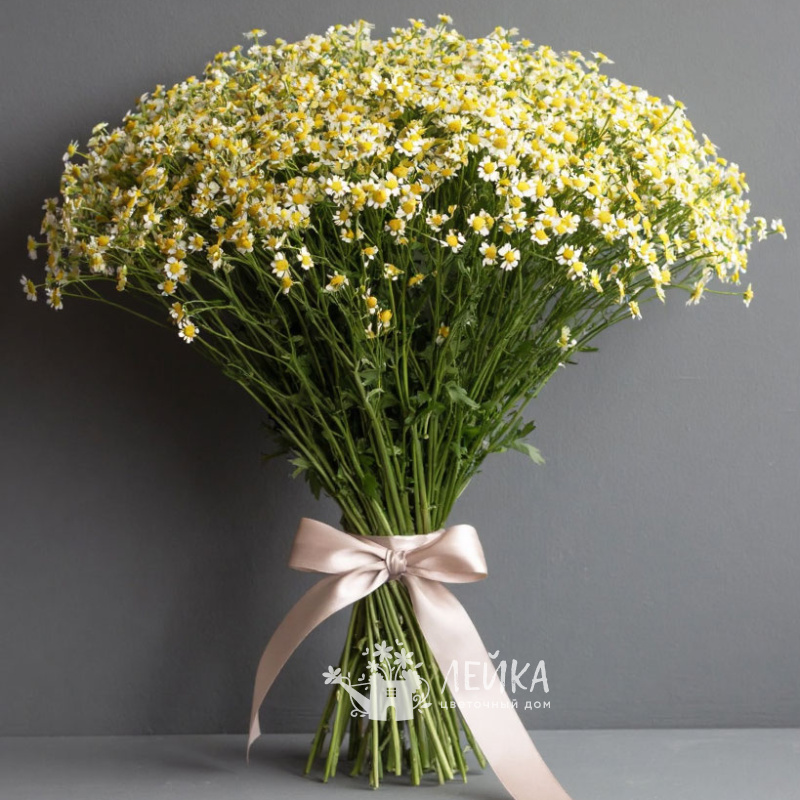 Ромашковое облако